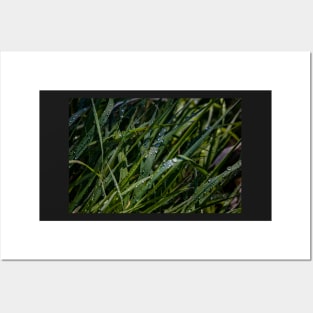 Water Drops on Blades of Grass Posters and Art